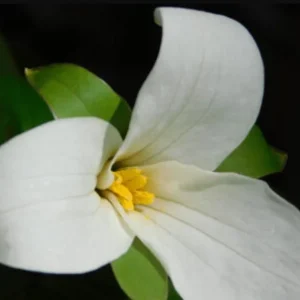 White Trillium Bulbs - 5 Wood Lily Heirloom Perennial Bulbs for Shade Gardens - Image 3
