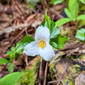 White Trillium Bulbs - 5 Wood Lily Heirloom Perennial Bulbs for Shade Gardens - Image 4