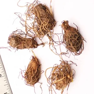 White Trillium Bulbs - 5 Wood Lily Heirloom Perennial Bulbs for Shade Gardens - Image 5