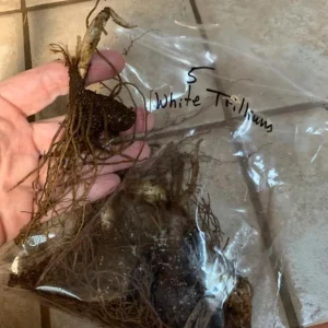 White Trillium Bulbs - 5 Wood Lily Heirloom Perennial Bulbs for Shade Gardens - Image 6