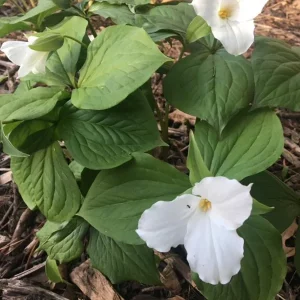White Trillium Bulbs - 5 Wood Lily Heirloom Perennial Bulbs for Shade Gardens - Image 7