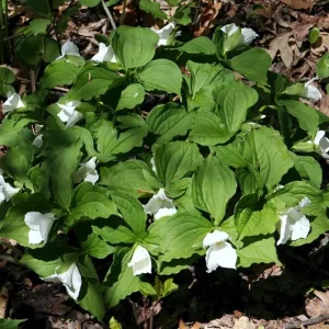 White Trillium Bulbs - 5 Wood Lily Heirloom Perennial Bulbs for Shade Gardens - Image 8
