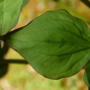 White Trillium Bulbs - 5 Wood Lily Heirloom Perennial Bulbs for Shade Gardens - Image 9