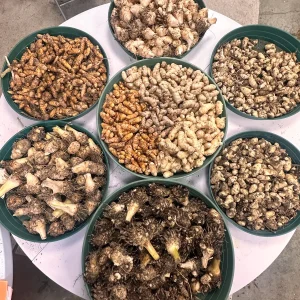 White Turmeric Rhizomes for Planting - Mango Ginger Living Curcuma Amada - Image 5