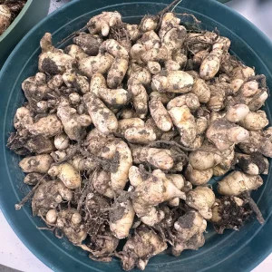 White Turmeric Rhizomes for Planting - Mango Ginger Living Curcuma Amada - Image 7