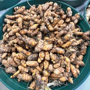 White Turmeric Rhizomes for Planting - Mango Ginger Living Curcuma Amada - Image 8