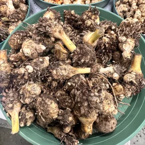 White Turmeric Rhizomes for Planting - Mango Ginger Living Curcuma Amada - Image 9