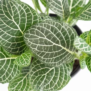 White Vein Fittonia Nerve Plant – Live Houseplant – 6 inch Hanging Basket - Image 2