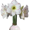 White Wax Picasso Amaryllis Bulb 32/34 cm – Indoor Flower Bulb – Pink Splatter - Image 1