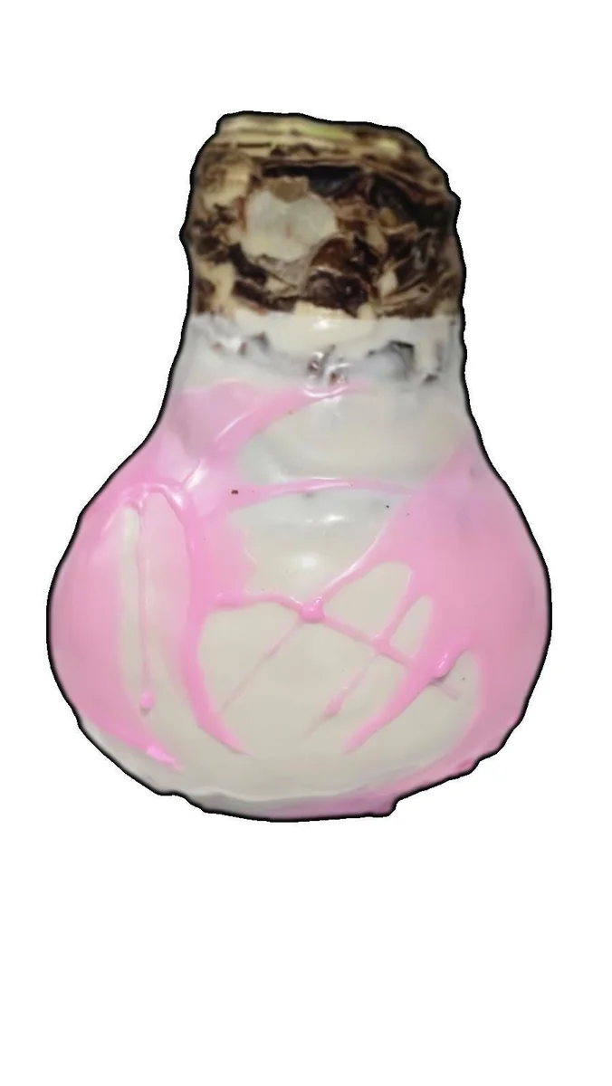 White Wax Picasso Amaryllis Bulb 32/34 cm – Indoor Flower Bulb – Pink Splatter - Image 2