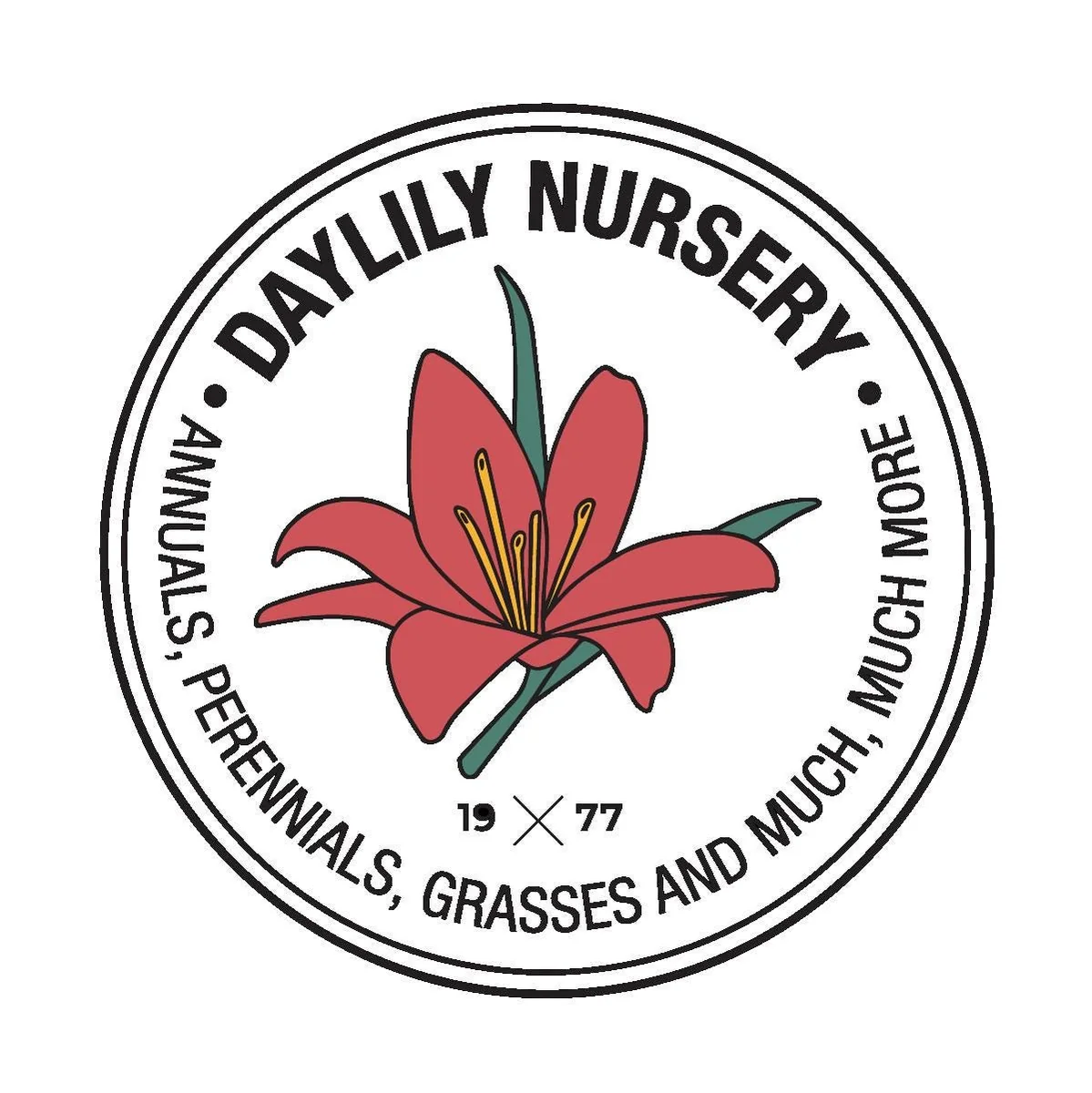 White Wax Picasso Amaryllis Bulb 32/34 cm – Indoor Flower Bulb – Pink Splatter - Image 3