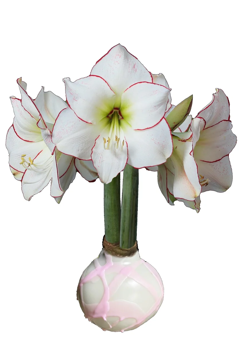 White Wax Picasso Amaryllis Bulb 32/34 cm – Indoor Flower Bulb – Pink Splatter - Image 1