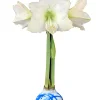 White Waxed Amaryllis Bulb 36/38 - No Water Holiday Decor - Image 1