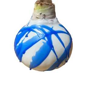 White Waxed Amaryllis Bulb 36/38 - No Water Holiday Decor - Image 2