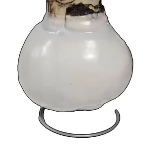 White Waxed Picasso Amaryllis Bulb 32/34cm - No Water Indoor Bloom - Image 2