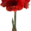 White Waxed Victoria Amaryllis Bulb 34/36cm - Red Pink Splatter - Indoor Decor - Image 1