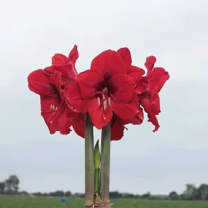 White Waxed Victoria Amaryllis Bulb 34/36cm - Red Pink Splatter - Indoor Decor - Image 3