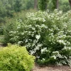 White Wedding Cake Spirea Cuttings - Set of 10 Unrooted, 6-8 Inches Tall, Outdoor Bush - Image 1
