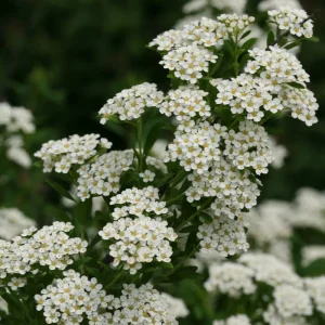 White Wedding Cake Spirea Cuttings - Set of 10 Unrooted, 6-8 Inches Tall, Outdoor Bush - Image 3