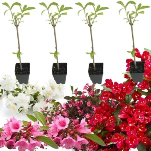 White Weigela Live Plant – Spring Blooming Shrub – 4-inch Pot – Outdoor - Image 2