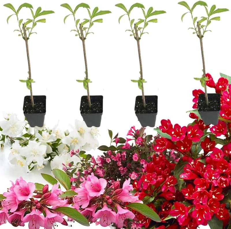 White Weigela Live Plant – Spring Blooming Shrub – 4-inch Pot – Outdoor - Image 2