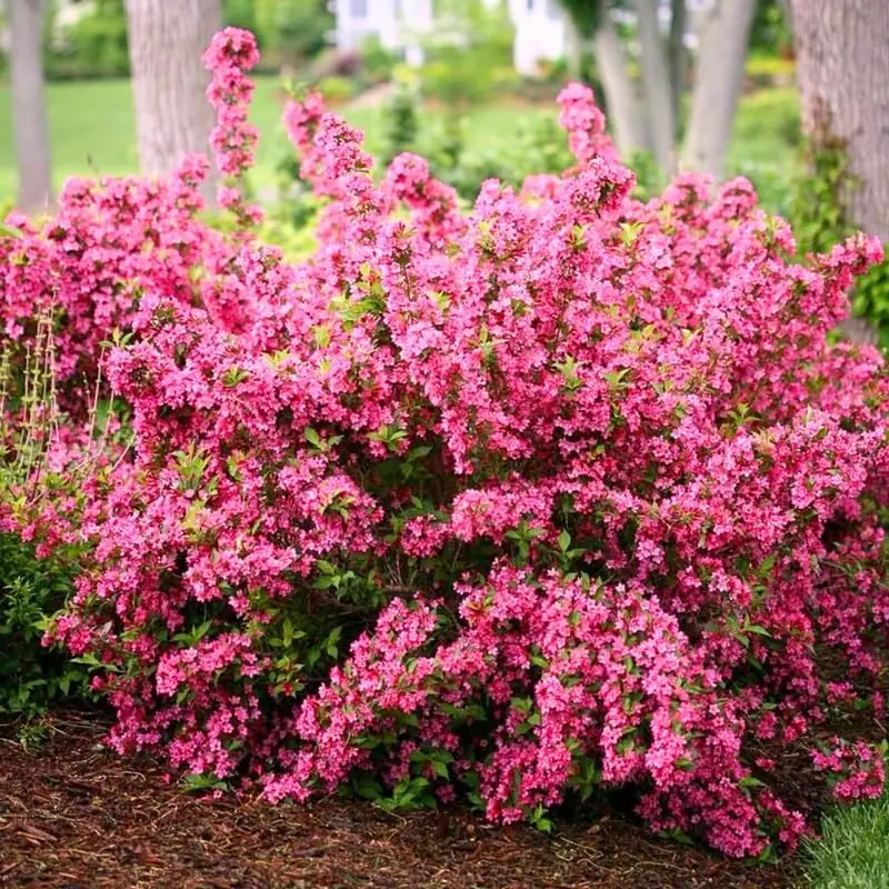 White Weigela Live Plant – Spring Blooming Shrub – 4-inch Pot – Outdoor - Image 3