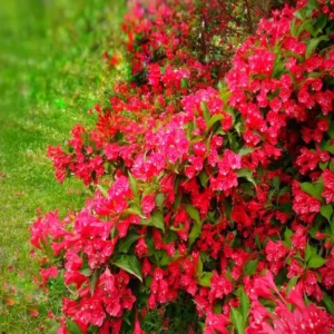 White Weigela Live Plant – Spring Blooming Shrub – 4-inch Pot – Outdoor - Image 1