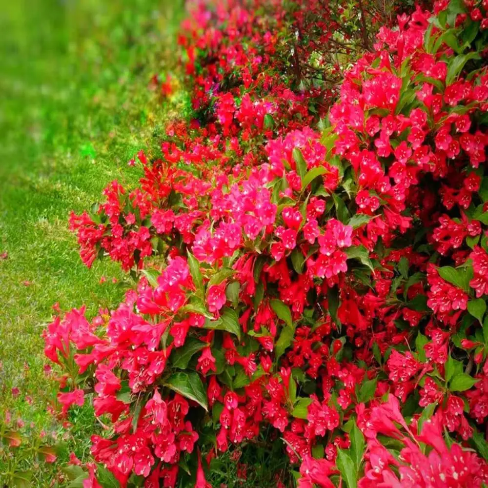 White Weigela Live Plant – Spring Blooming Shrub – 4-inch Pot – Outdoor - Image 1