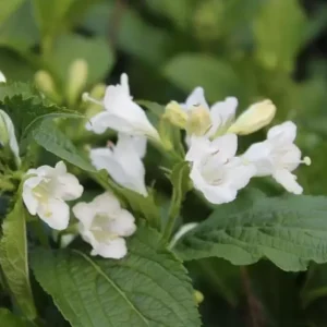 White Weigela Shrub Live Plant – Fragrant Flowers – 6-12