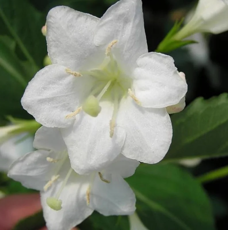 White Weigela Shrub Live Plant – Fragrant Flowers – 6-12" Tall – Outdoor - Image 4