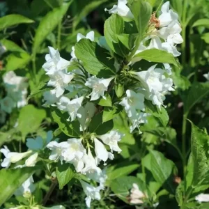 White Weigela Shrub Live Plant – Fragrant Flowers – 6-12
