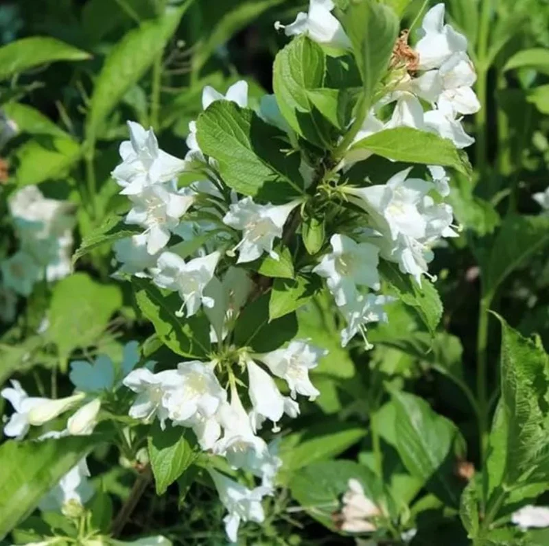 White Weigela Shrub Live Plant – Fragrant Flowers – 6-12" Tall – Outdoor - Image 5