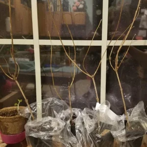 White Weigela Shrub Live Plant – Fragrant Flowers – 6-12