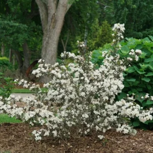 White Weigela Shrub Live Plant – Fragrant Flowers – 6-12