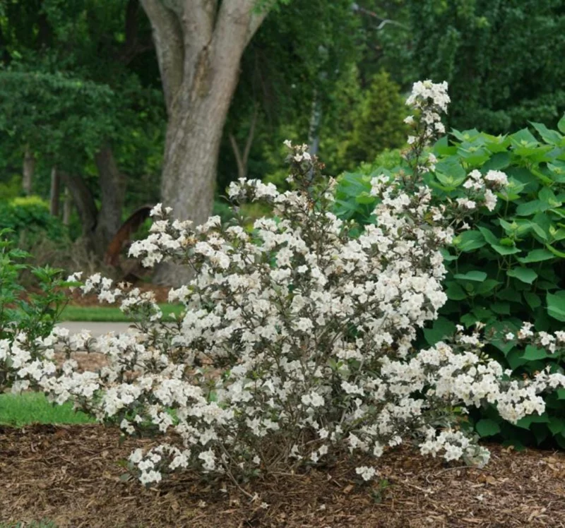 White Weigela Shrub Live Plant – Fragrant Flowers – 6-12" Tall – Outdoor - Image 7