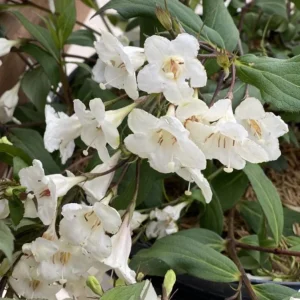 White Weigela Shrub Live Plant – Fragrant Flowers – 6-12