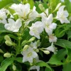 White Weigela Shrub Live Plant – Fragrant Flowers – 6-12" Tall – Outdoor - Image 1