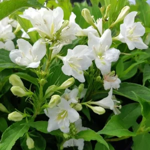White Weigela Shrub Live Plant – Fragrant Flowers – 6-12" Tall – Outdoor - Image 1