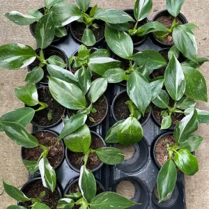 White Wizard Philodendron Live Plant 4