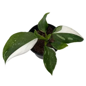 White Wizard Philodendron Live Plant 4