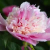 Whopper Peony Bareroot Plant - 2-3 Eye, Large Pink & Cream Blooms, Outdoor - Image 1