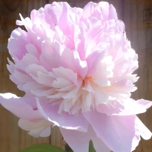 Whopper Peony Bareroot Plant - 2-3 Eye, Large Pink & Cream Blooms, Outdoor - Image 2