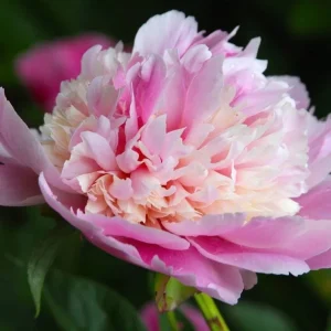 Whopper Peony Bareroot Plant - 2-3 Eye, Large Pink & Cream Blooms, Outdoor - Image 1