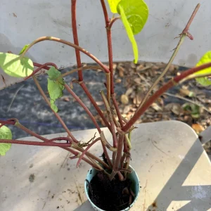 Wild Betel Plant | Organic Piper Sarmentosum Live Herb | Lá Lốt Plant - Image 3