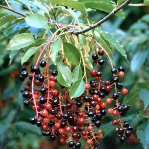 Wild Black Cherry Tree Seeds (Prunus serotina) - Ready for Planting - Image 2