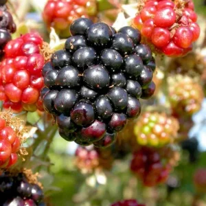 Wild Blackberry Bush Bare Root Live Plants - Set of 2, Outdoor, Edible Fruit - Image 1