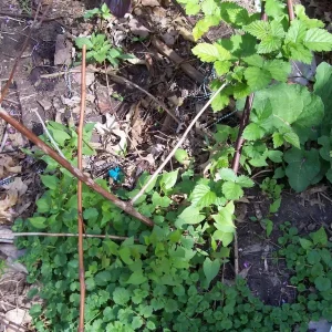 Wild Blackberry Bush Bare Root Live Plants - Set of 2, Outdoor, Edible Fruit - Image 4