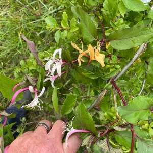 Wild Honeysuckle Live Plant 3.5 inch Pot - Fragrant Red & Yellow Flowers, Zones 3-8 - Image 1