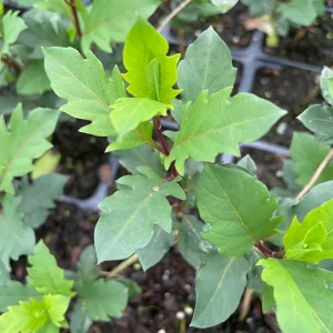 Wild Honeysuckle Live Plant 3.5 inch Pot - Fragrant Red & Yellow Flowers, Zones 3-8 - Image 4