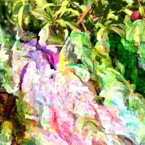 Wild Plum Cuttings Prunus americana – Set of 12 Unrooted – Outdoor Shrub Bush - Image 1